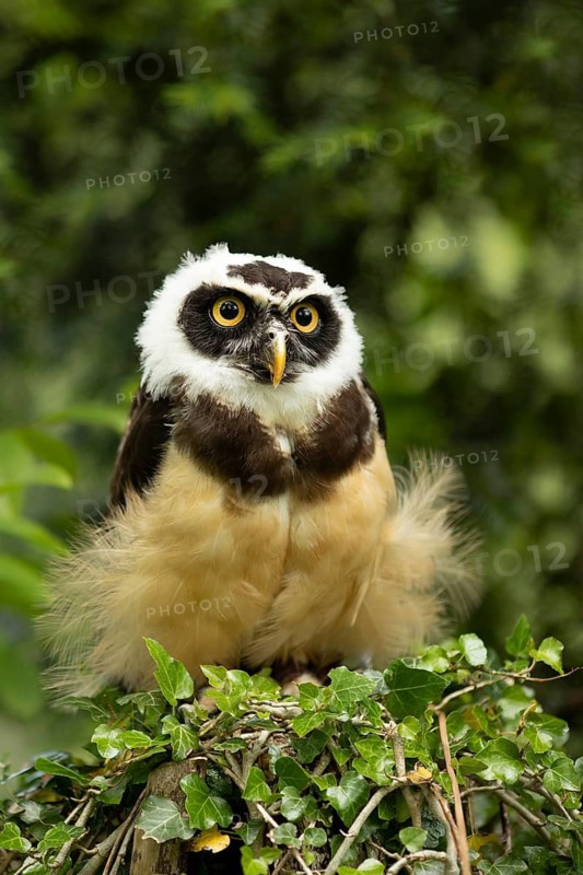 Spectacled Owl (Pulsatrix perspicillata) captive, juvenile, Germany