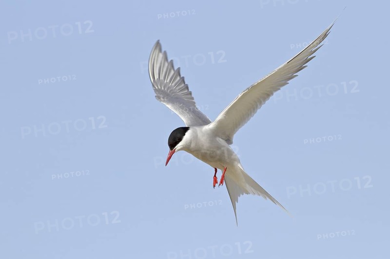Arctic Tern (Sterna paradisaea) flying, Manitoba, Canada