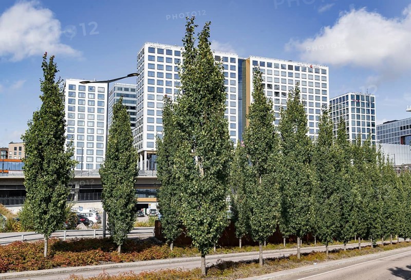 Trembling Poplar (Populus tremula 'Erecta'), Finland