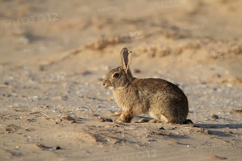 Rabbit (Oryctolagus cuniculus) adult animal on a sandy beach in summer, England, United Kingdom
