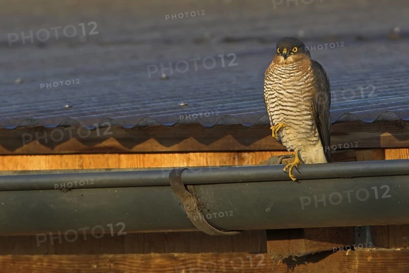 Eurasian Sparrowhawk (Accipiter nisus), Rhineland-Palatinate, Germany
