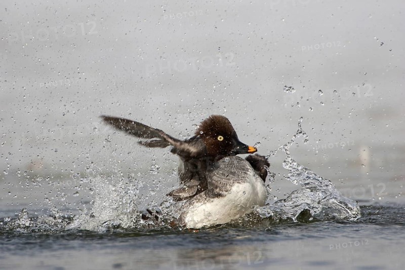 Common Goldeneye (Bucephala clangula) female, Berlin, Germany