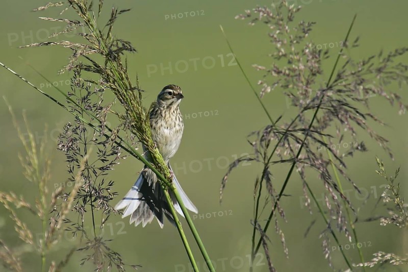 Pallas's Reed Bunting (Emberiza pallasi) juvenile, Dornod, Mongolia