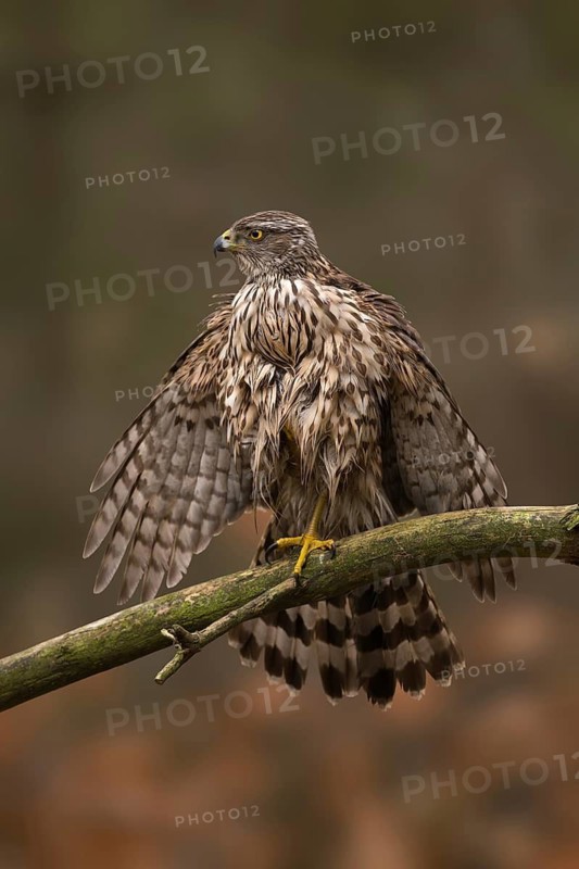 Northern Goshawk (Accipiter gentilis) juvenile, Utrecht, Netherlands