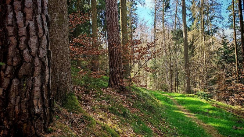 A grassy forest trail leads through tall trees, the moss on the ground glows in the sun, blue sky, idyll, hiking in spring in the Frankenwald nature park Park, Upper Franconia