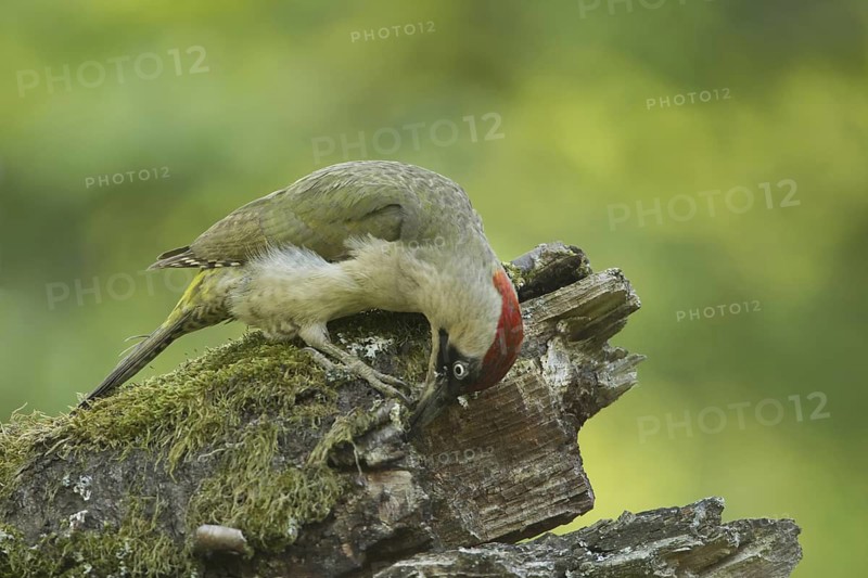 European Green Woodpecker (Picus viridis) female, Rhineland-Palatinate, Germany