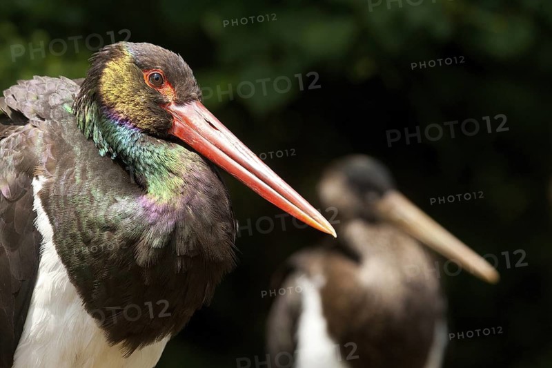 Black Stork (Ciconia nigra), Germany