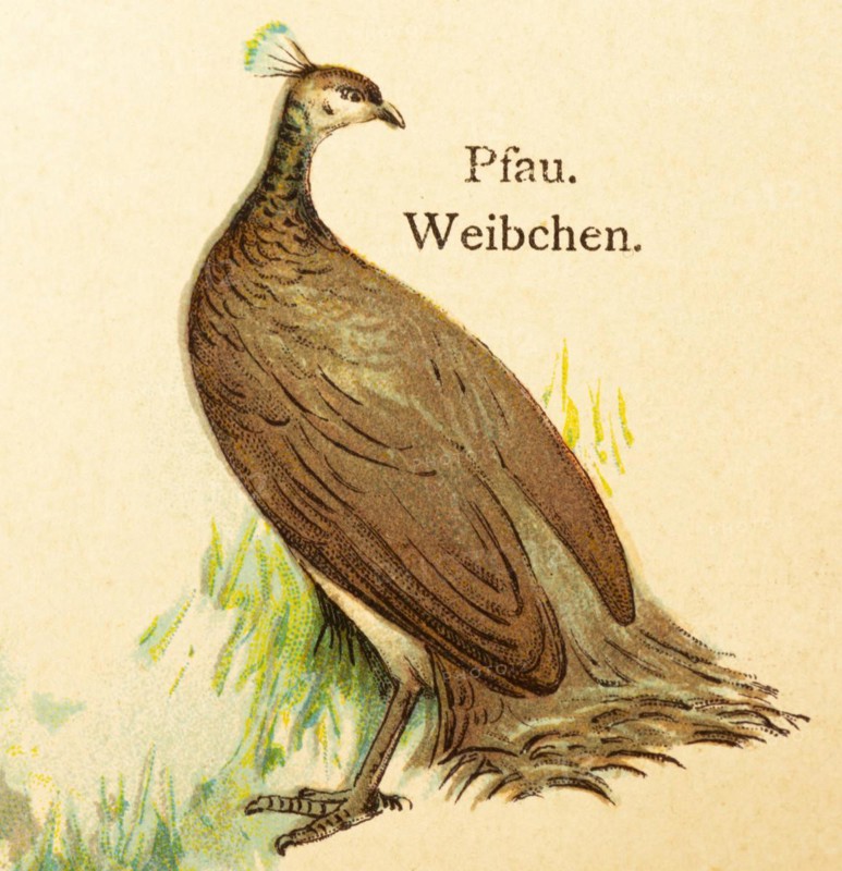 Peacock (Pavo pictus) female, grass, world of birds, historical illustration 1890
