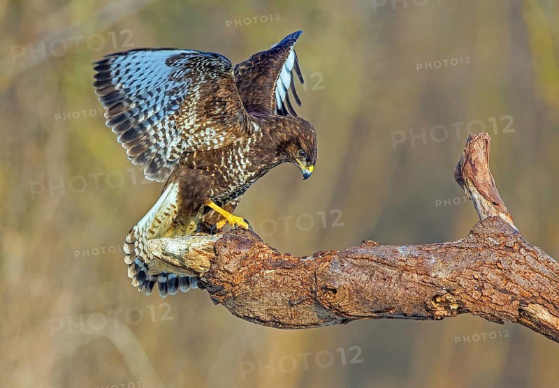 Common buzzard sitting room, (Buteo buteo), biotope, habitat, Baden-Württemberg, Federal Republic of Germany