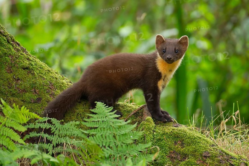 European pine marten (Martes martes) adult animal on the base of a tree in a woodland in summer, Scotland, United Kingdom
