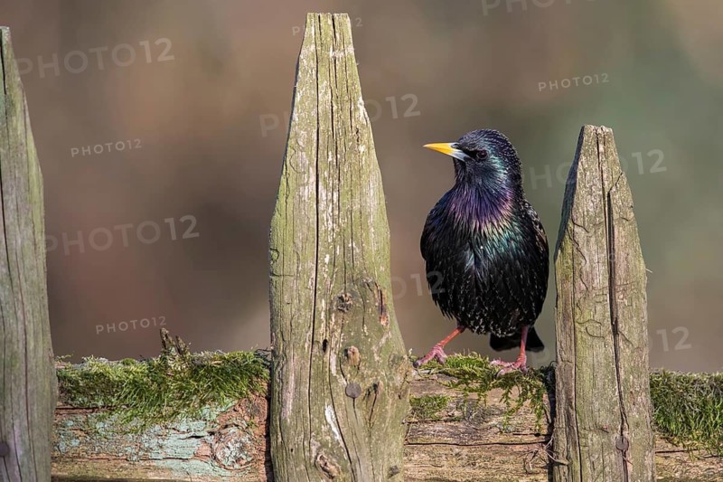 Common Starling (Sturnus vulgaris) perched on a wooden fence, Poland