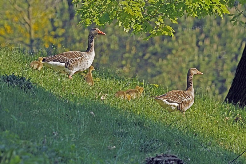 Greylag goose (Anser anser), family, chicks, Witten, North Rhine-Westphalia, Germany