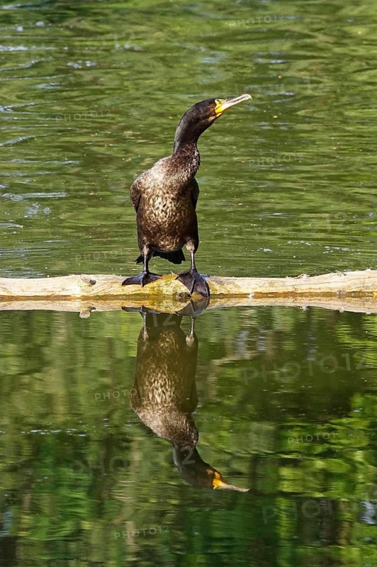 Great cormorant (Phalacrocorax carbo), June, Germany