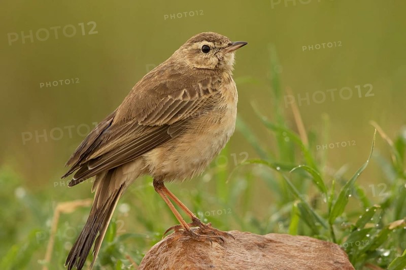 Plain-backed Pipit (Anthus leucophrys), Masai Mara, Kenya