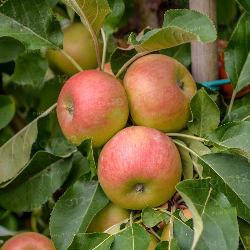 Columnar apple (Malus domestica 'Rhapsodie'),  Germany