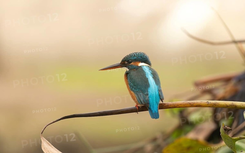A kingfisher (Alcedo atthis), Sreepur, Gazipur, Bangladesh