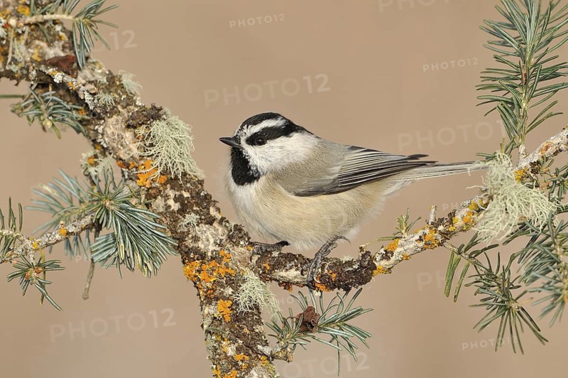 Mountain Chickadee (Poecile gambeli), New Mexico, USA