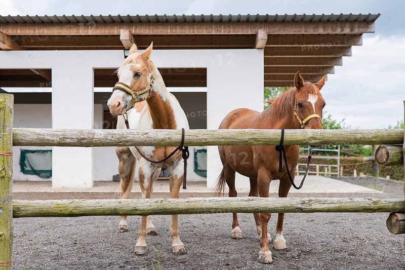 Two horses, one light brown and white, the other chestnut brown, stand behind a rustic wooden fence at a farm. The scene shows a rural lifestyle with a simple stable in the background