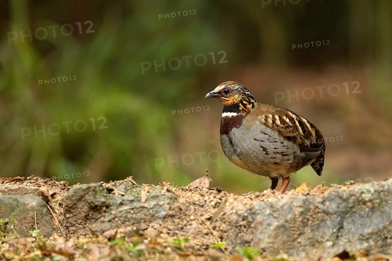 White-necklaced Partridge (Arborophila gingica) perched on the ground, Fujian, China
