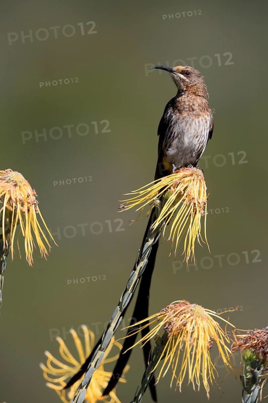 Cape Honeybird (Promerops cafer), adult, male, on flower, Protea, vigilant, Kirstenbosch Botanical Gardens, Cape Town, South Africa