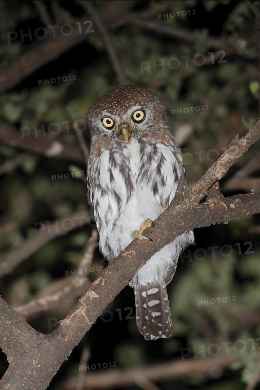 Pearl-spotted Owlet (Glaucidium perlatum), Lake Baringo, Kenya