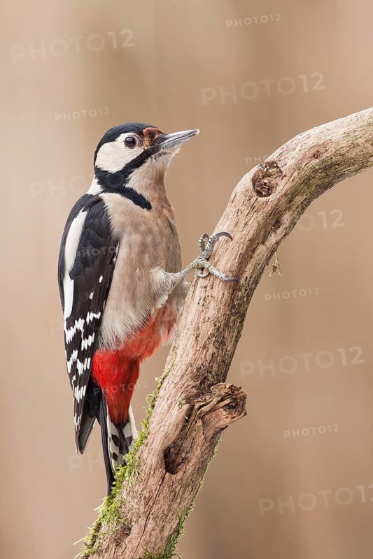 Great Spotted Woodpecker (Dendrocopos major) female, Rhineland-Palatinate, Germany