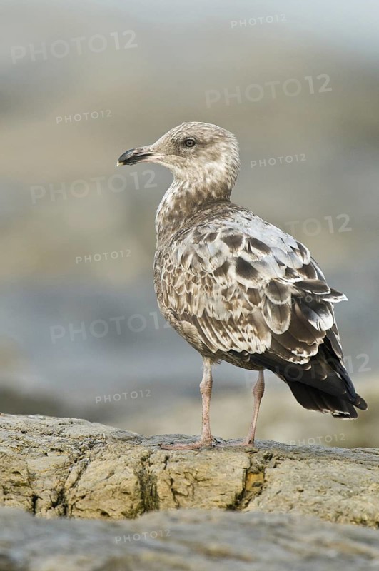 American Herring Gull (Larus smithsonianus), New Jersey, USA