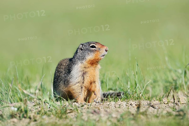 Columbia ground squirrel (Urocitellus columbianus, Spermophilus columbianus), Jasper National Park, Alberta, Canada