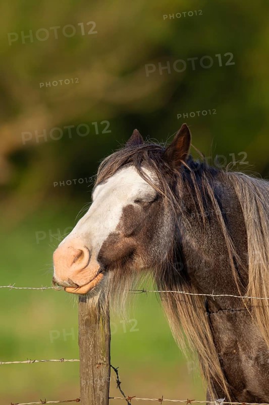 Horse or pony (Equus caballus) adult animal sleeping while resting its head on a fence post, England, United Kingdom