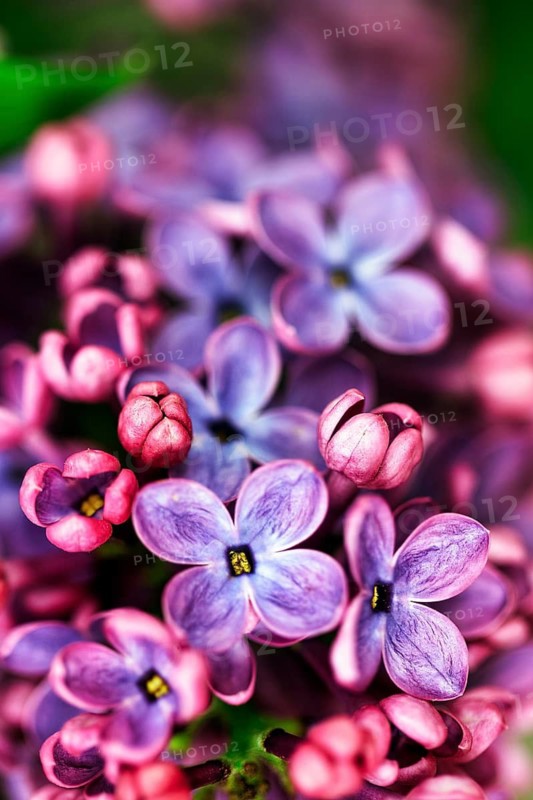 Common lilac (Syringa vulgaris), purple flowers, close-up, blurred, North Rhine-Westphalia, Germany
