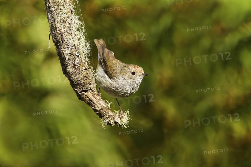 Tasmanian Thornbill (Acanthiza ewingii), Tasmania, Australia