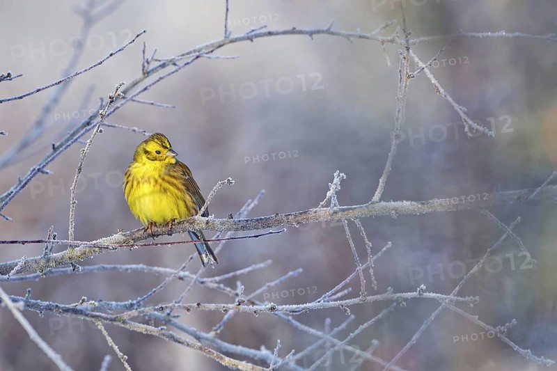 Yellowhammer (Emberiza citrinella) male, Saxony-Anhalt, Germany