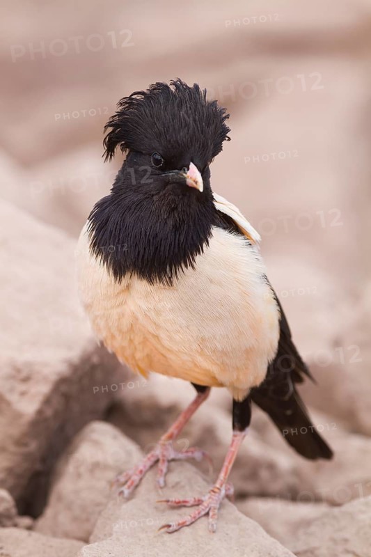 Rose-coloured Starling - Rostenstar - Pastor roseus, Kazakhstan, adult