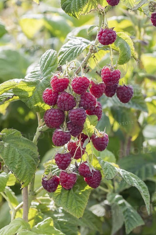 Raspberry (Rubus idaeus 'Sugana' TWOTIMER), BS Sämann, Germany
