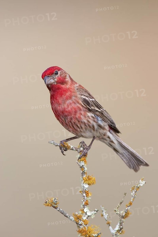House Finch (Haemorhous mexicanus) male, Texas, USA