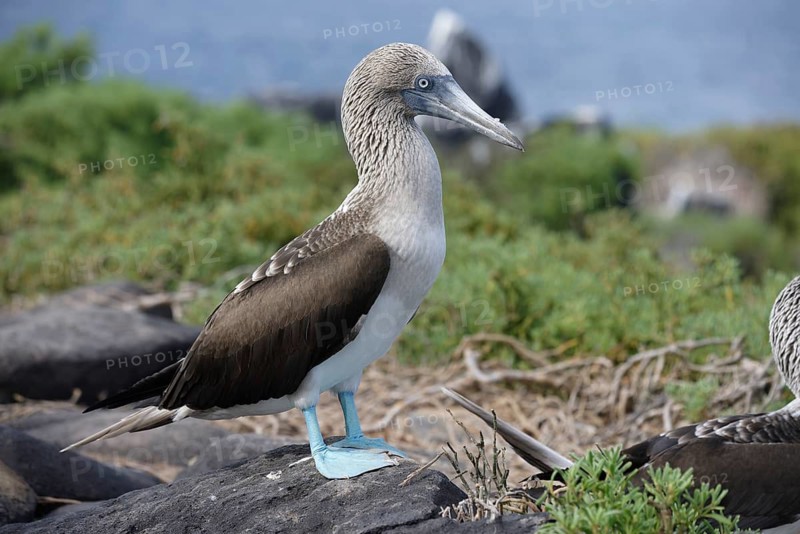 A blue-footed booby stands on rugged rocks among sparse greenery in the Galapagos Islands, showcasing its distinctive blue feet and natural habitat