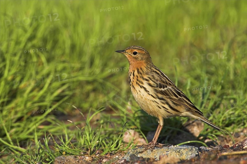 Red-throated Pipit (Anthus cervinus), Greece