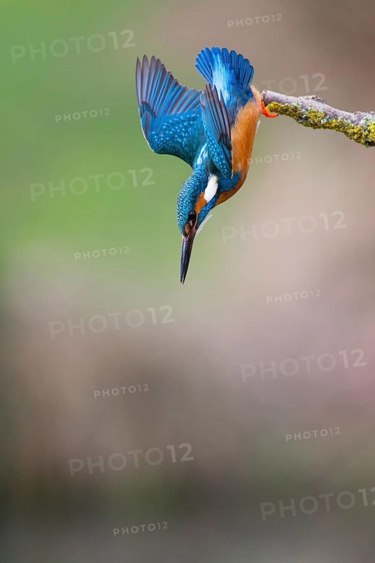 Kingfisher (Alcedo attis), adult male, in flight diving from a branch into a stream to catch a fish, Hesse, Germany