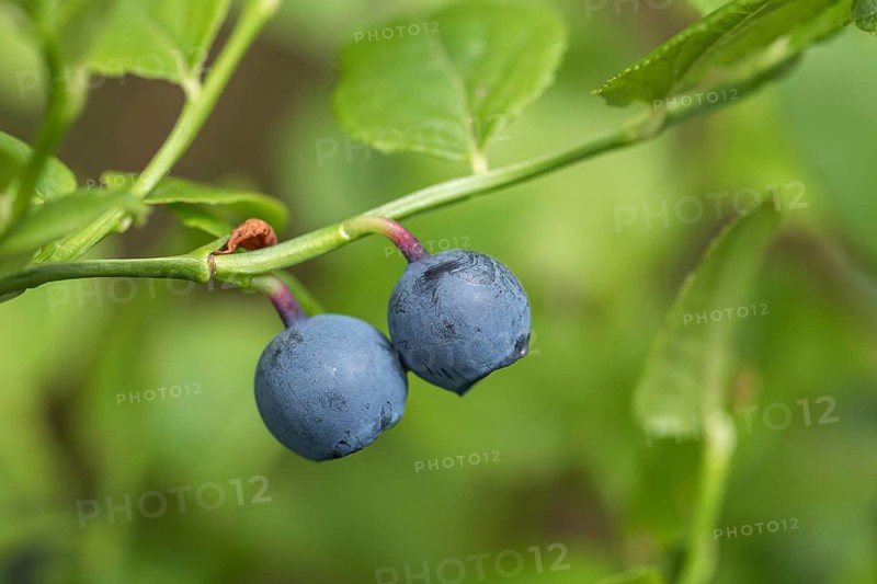 Blueberry blueberry fruit fruits forest blueberry (Vaccinium myrtillus), Cambridge Botanical Garden, Germany