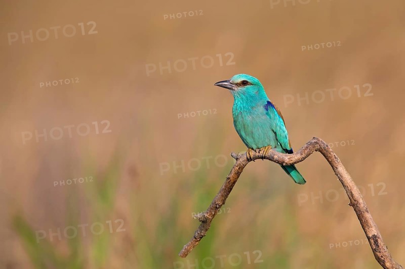 Roller, Almond Crow, (Coracias garrulus), animals, birds, raptors, raptor family, perch, biotope, habitat, Muselievo, Muselievo, Pleven, Bulgaria
