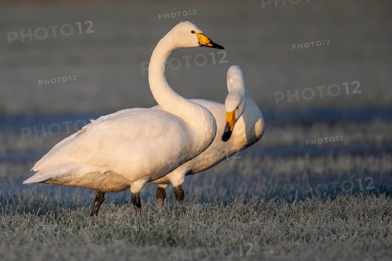 Whooper swans (Cygnus cygnus), Emsland, Lower Saxony, Germany