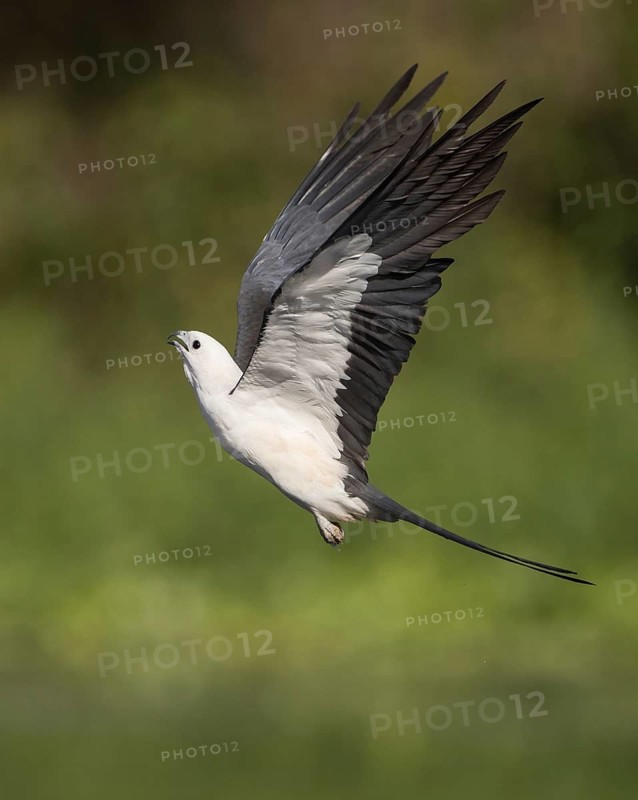 Swallow-tailed Kite (Elanoides forficatus) flying, Florida, USA