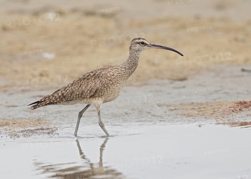 Whimbrel (Numenius phaeopus hudsonicus), Gambia