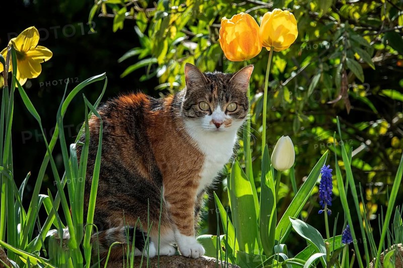 Cat, European shorthair, domestic cat (Felis catus), tricoloured, sitting among flowers, Baden-Württemberg, Germany