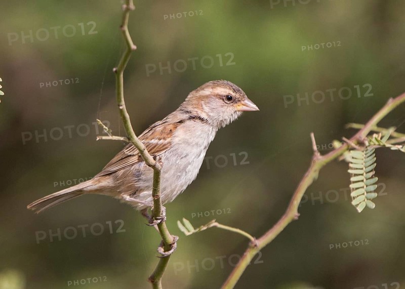 Iago Sparrow (Passer iagoensis) female, Cape Verde
