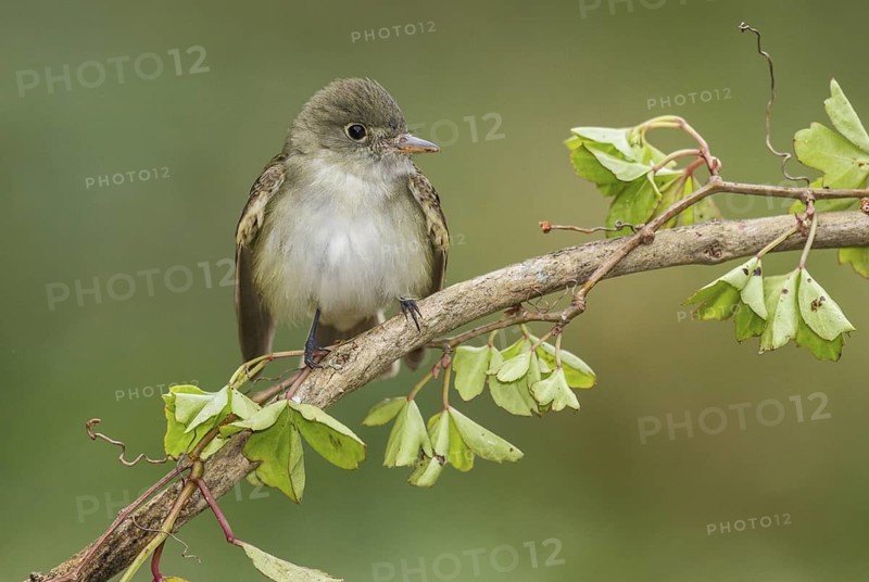 Acadian Flycatcher (Empidonax virescens) perched on a branch, Texas, USA