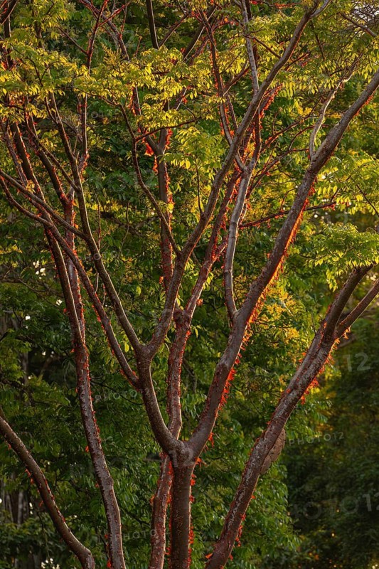 Sunlight illuminates the peeling, paper-like bark of a Bursera simaruba (Bursera simaruba). Osa Peninsula, Puntarenas, Costa Rica