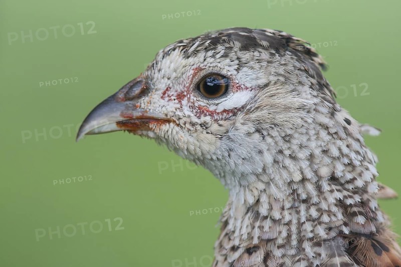 Common Pheasant (Phasianus colchicus), Schleswig-Holstein, Germany
