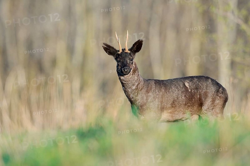 European roe deer (Capreolus capreolus), black roebuck, Lower Saxony, Germany