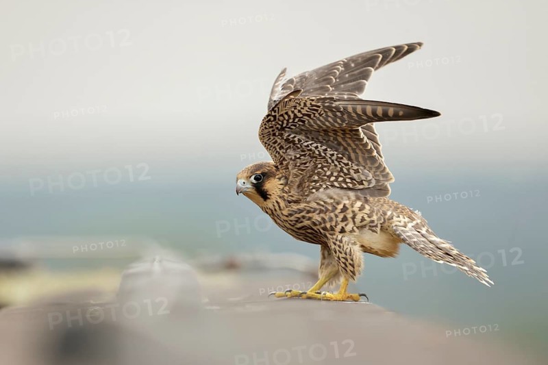 Peregrine Falcon (Falco peregrinus) young male flapping, North Rhine-Westphalia, Germany